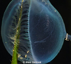 I call this one "Translucent Hunger"
Hooded Nudibranch o... by Marc Damant 
